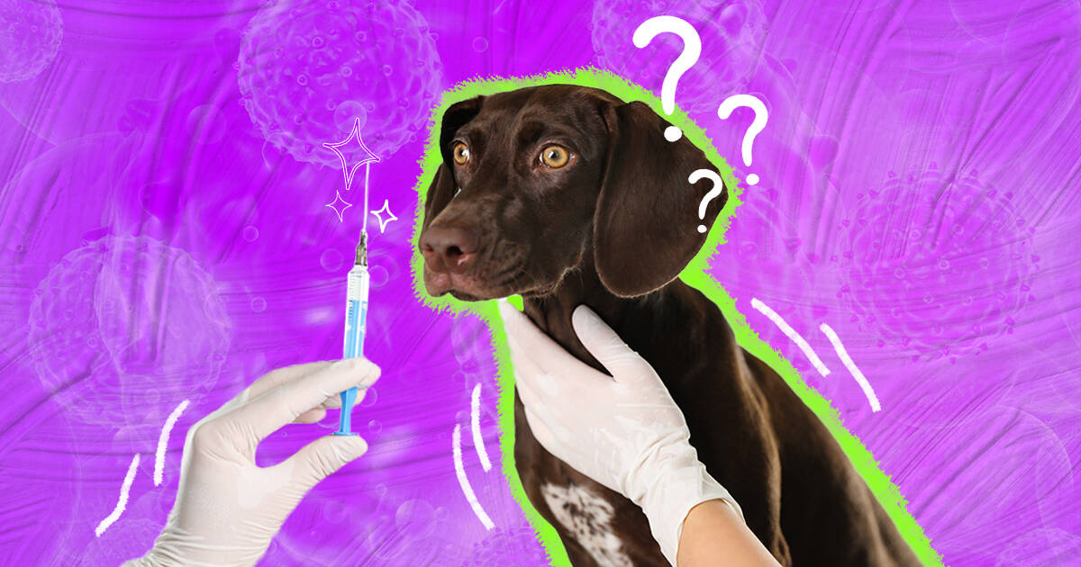 is distemper shot necessary for older dogs