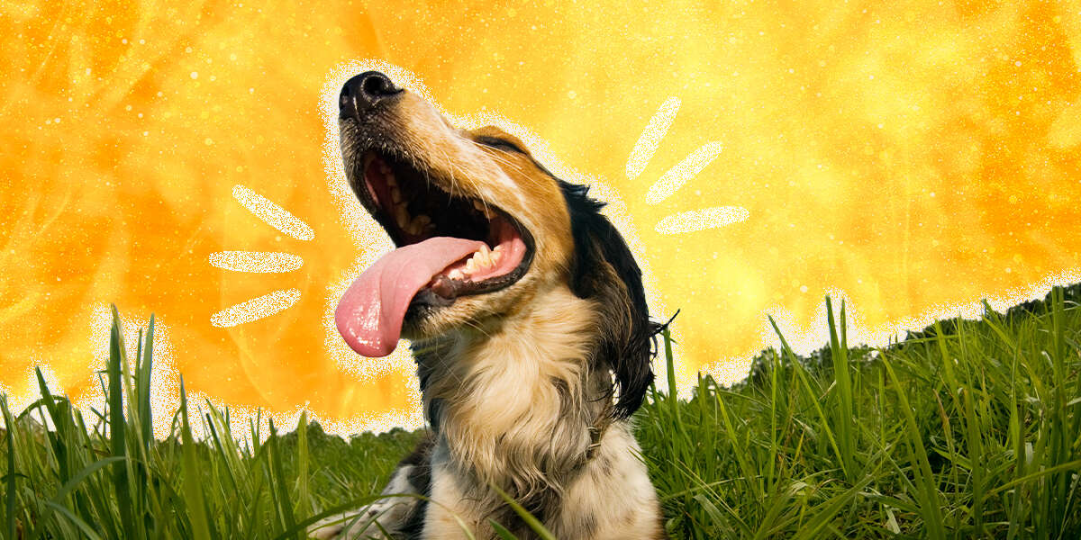 Heat Exhaustion In Dogs How To Spot The Signs And Prevention Tips From