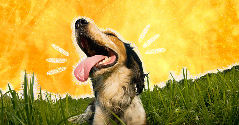 can dogs die from heat stroke