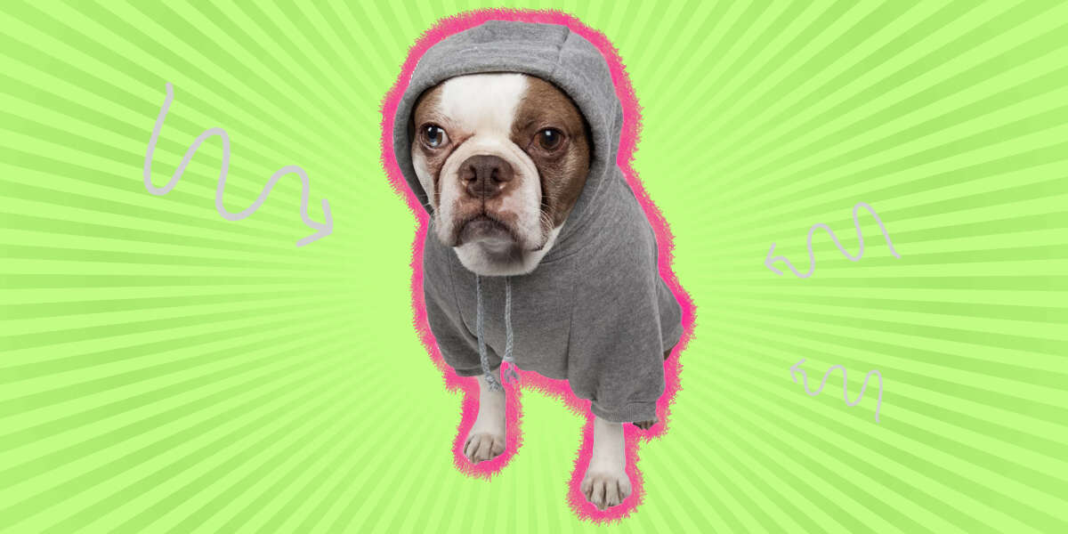 10 Of Target’s Best Dog Sweaters DodoWell The Dodo