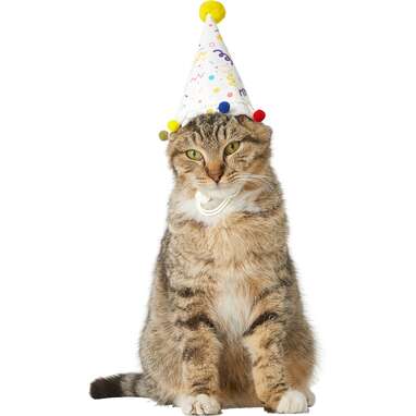 FRISCO Confetti Dog & Cat Birthday Hat