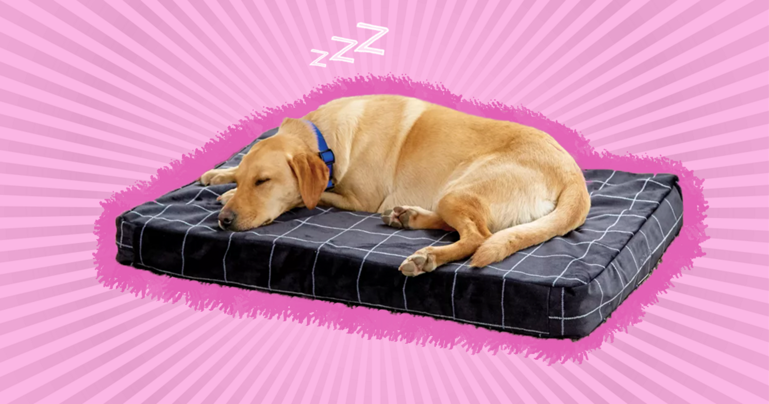 7 ChewProof Dog Beds For Destructive Pups DodoWell The Dodo