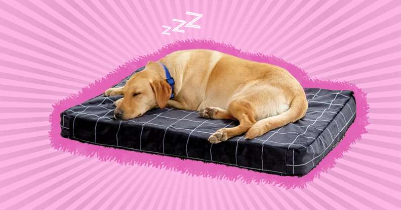 Best bed for dogs that outlet chew