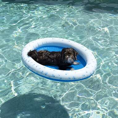 My Dog's About To Have A Hot Girl Summer On A Pool Float - DodoWell ...