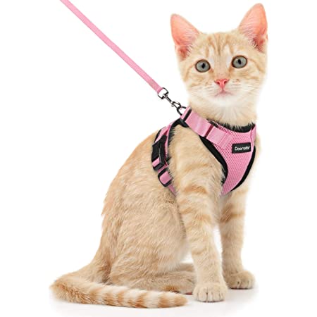 Cat 2025 car harness