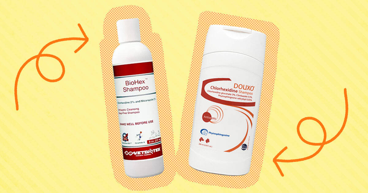 Chlorhexidine shampoo best sale for humans