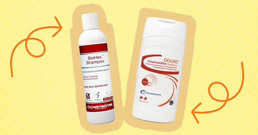 Douxo chlorhexidine hotsell shampoo for dogs