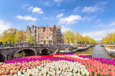 tulips line a large canal and a bridge in amsterdam