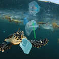 Quiz  | The Swim | Ocean Plastic Facts
