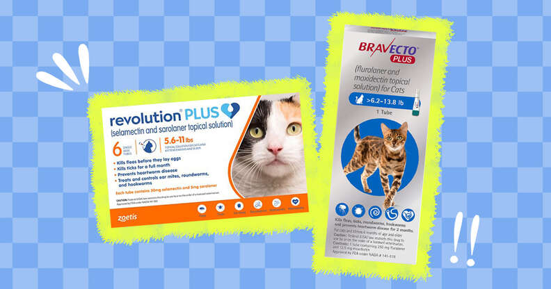 The 6 Best Flea Treatments For Cats - DodoWell - The Dodo