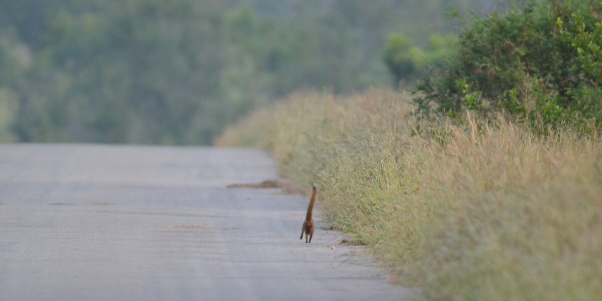 People Are Loving This Picture Of What Looks Like A Tiny Giraffe