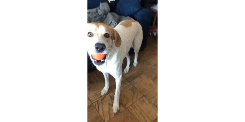 dog with chuckit ball
