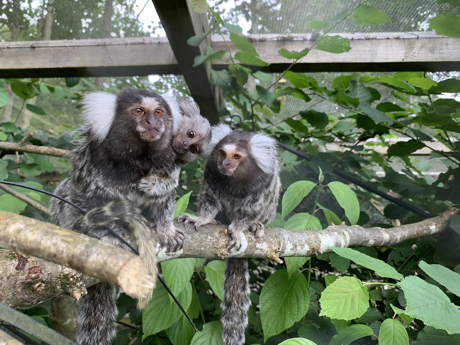 Rescued Baby Monkey Can't Wait To Meet New Mom And Dad The Dodo