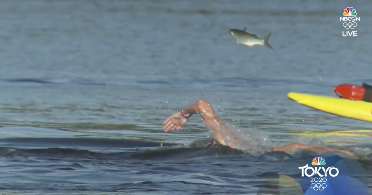 Flying Fish Steals Show In Final Laps Of Olympics Marathon Swim Race Thrillist