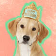 dog in happy birthday crown