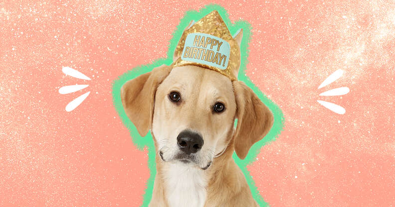 dog in happy birthday crown