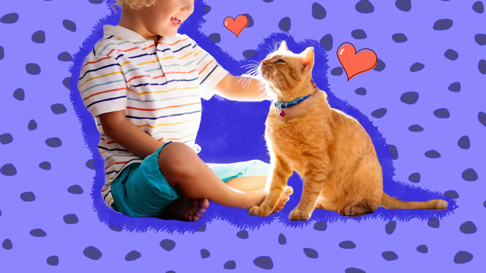How To Take Care Of A Cat For Kids DodoWell The Dodo