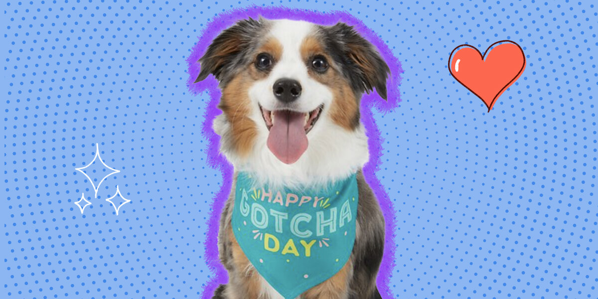 How To Celebrate Gotcha Day For Your Dog - DodoWell - The Dodo how-to-celebrate-gotcha-day-for-your-dog-dodowell-the-dodo
