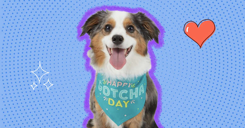 Gotcha day gifts outlet dog