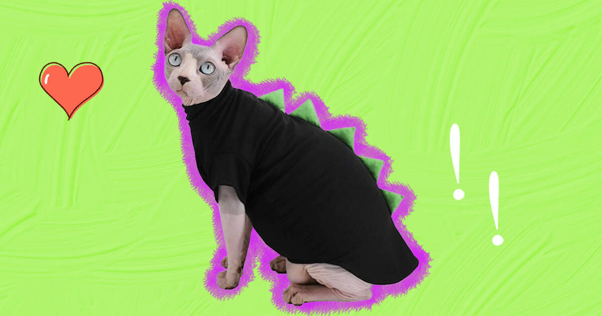 Best cat cheap clothes