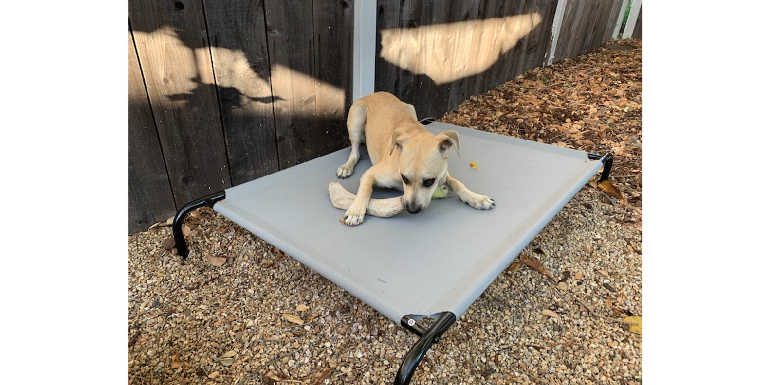 Amazon Basics Elevated Cooling Pet Bed Review Paw of Approval The Dodo