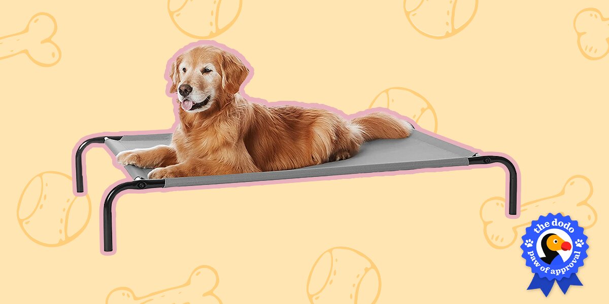 Frisco elevated dog outlet bed