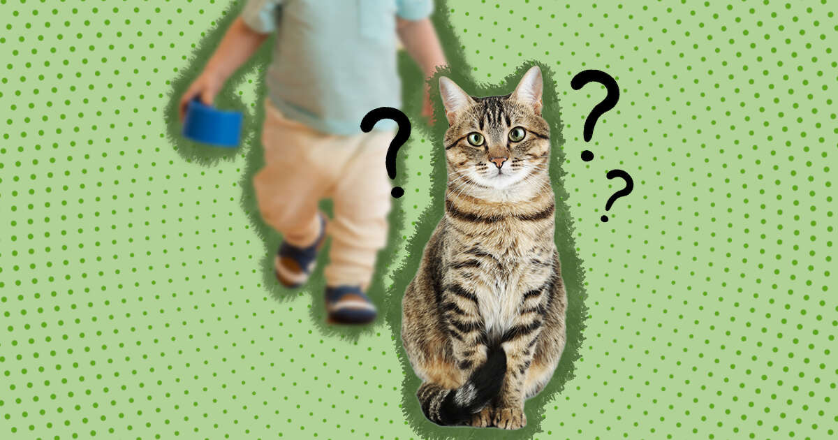 cat and toddler