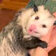Opossum Covers His Mom's Face In Kisses