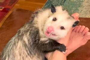 Opossum Covers His Mom's Face In Kisses