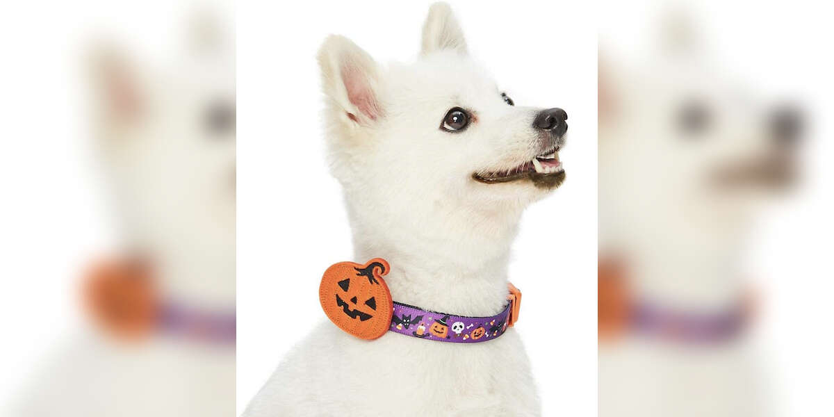 11 Cutest Halloween Dog Collars On Amazon DodoWell The Dodo