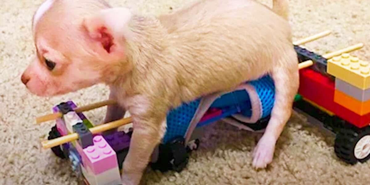 Tiny Puppy With Lego Wheelchair Loves Being Swaddled By His Mom