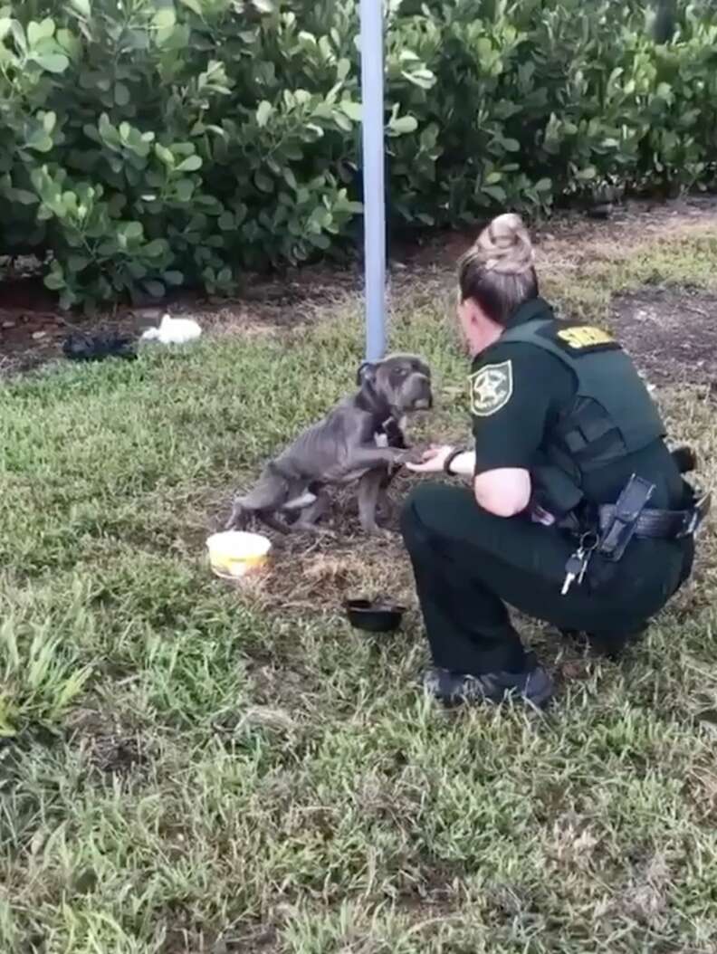 Abandoned Dog shakes rescuer's hand