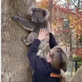 Woman Reunites Baby Koala With His Worried Mom