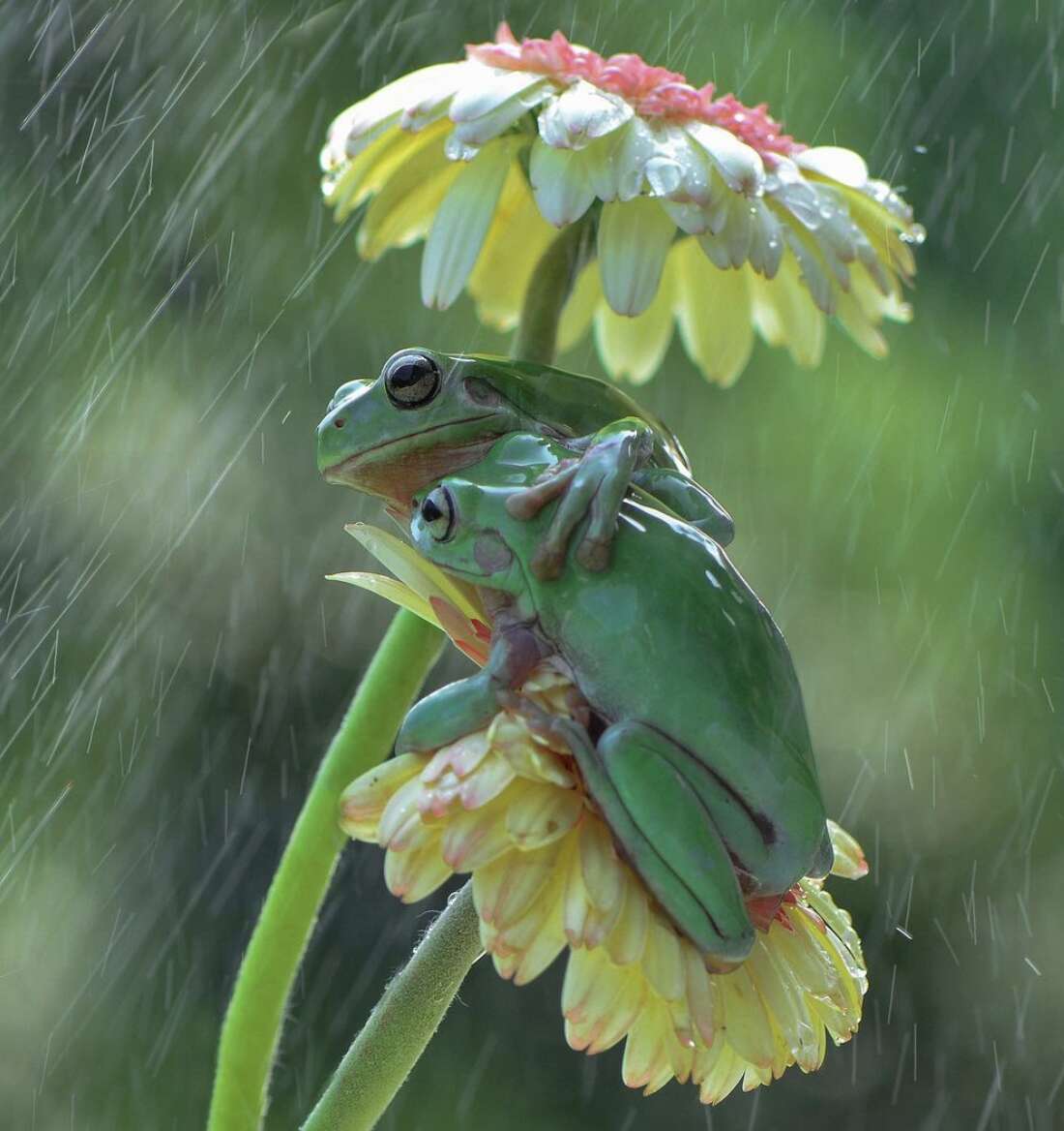 Frogs hug in the rain
