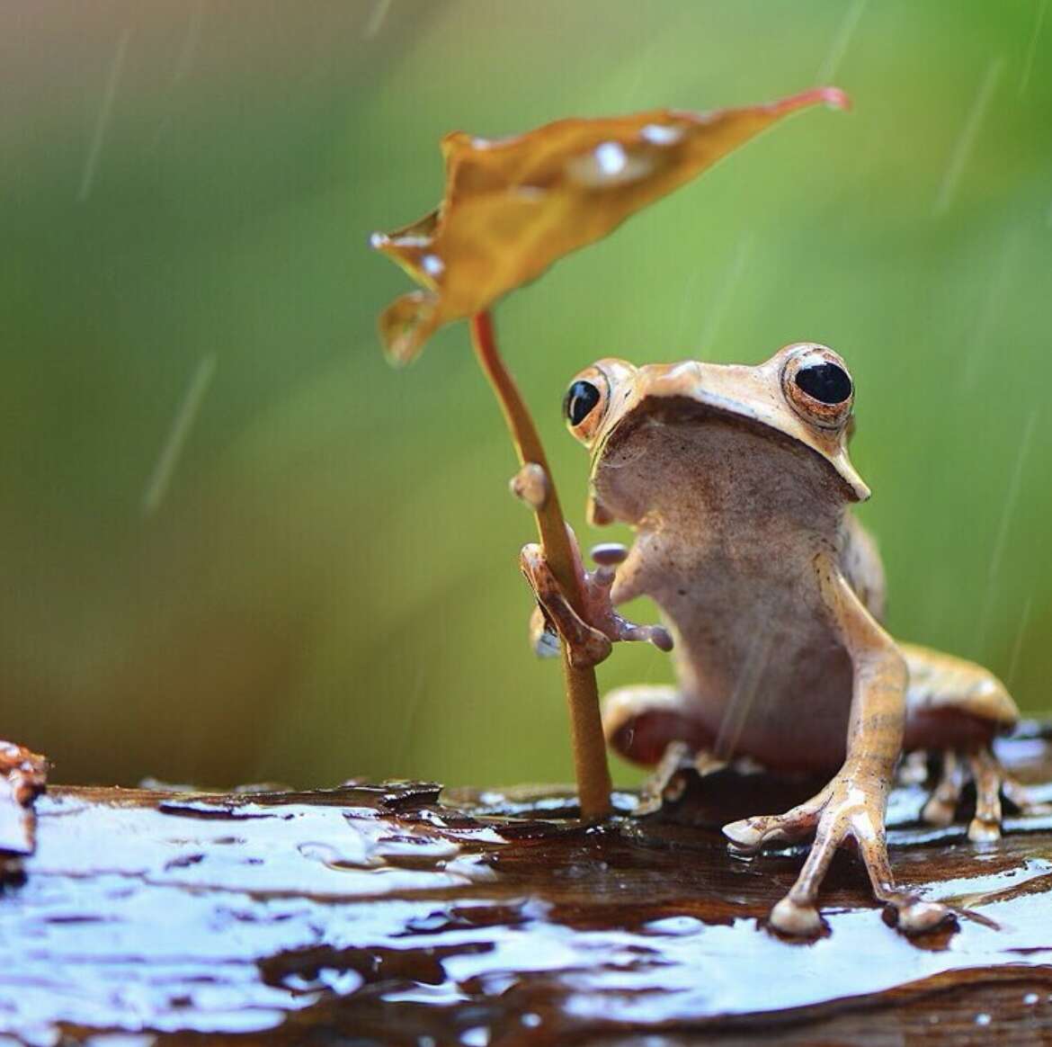 Frog hides from rain
