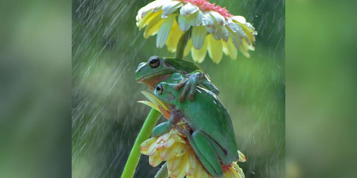 Photographer Spots Two Frogs Sharing A Sweet Hug In The Rain - The Dodo