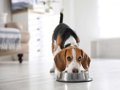 Dog Food Recall 2021 Simply Nourish Dog Food Recalled From