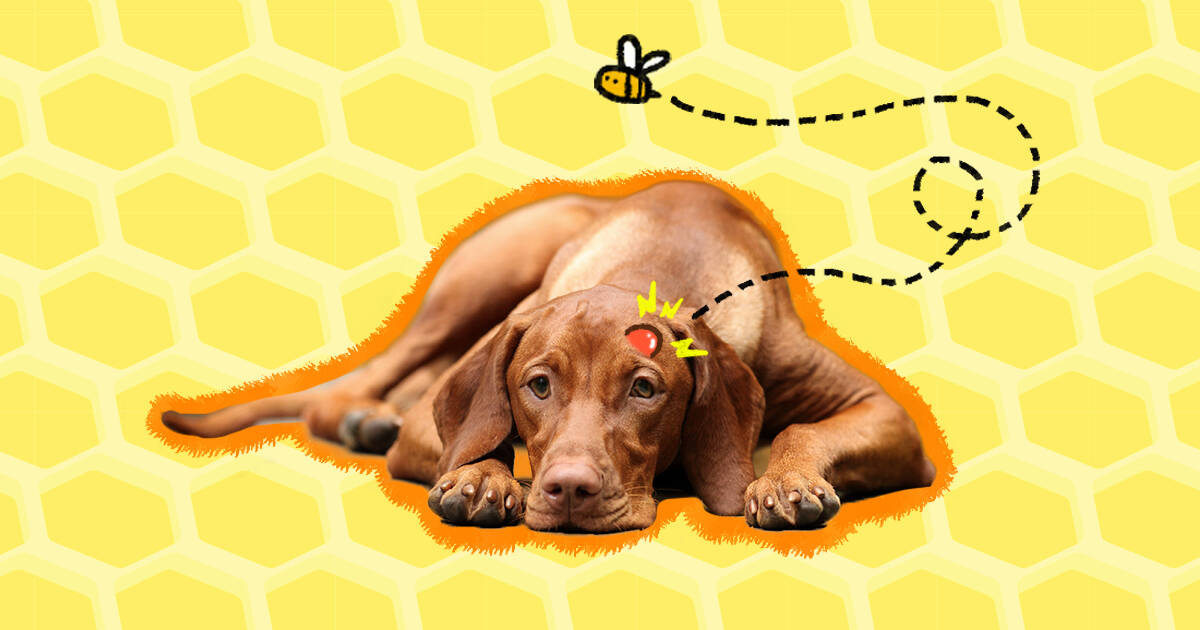 How much benadryl for dog 2024 bee sting