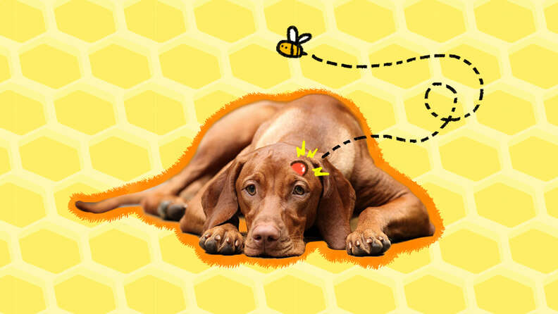 how do i know if my dog was stung by a bee