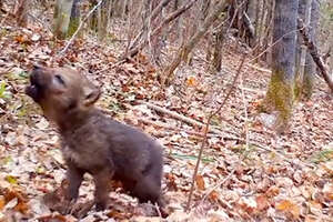 Timid Wolf Puppy Learns to Conquer The World - Videos - The Dodo