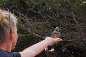 Woman Makes Friends With Wild Blue Jays