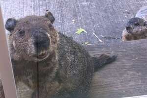 Groundhog Brings His Son To Visit His Human Best Friend