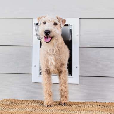 Best through the wall dog outlet door