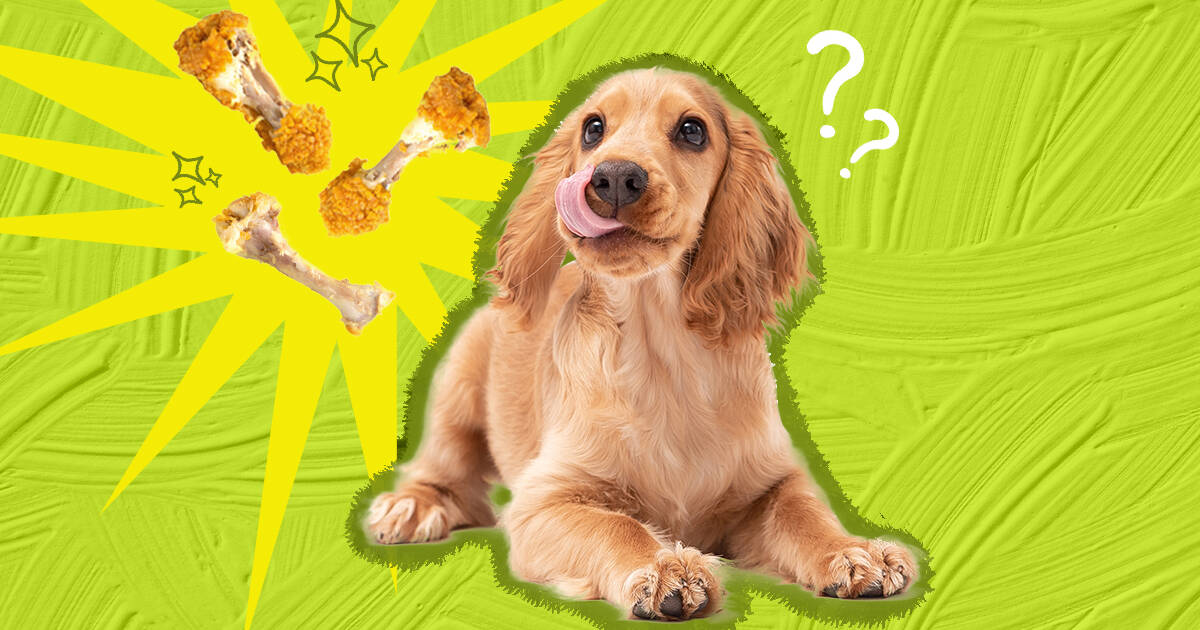 are chicken bones really bad for dogs