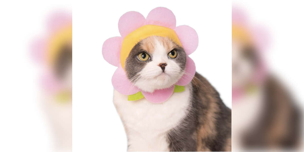 10 Best Amazon Cat Costumes DodoWell The Dodo