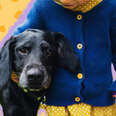 little girl and black lab