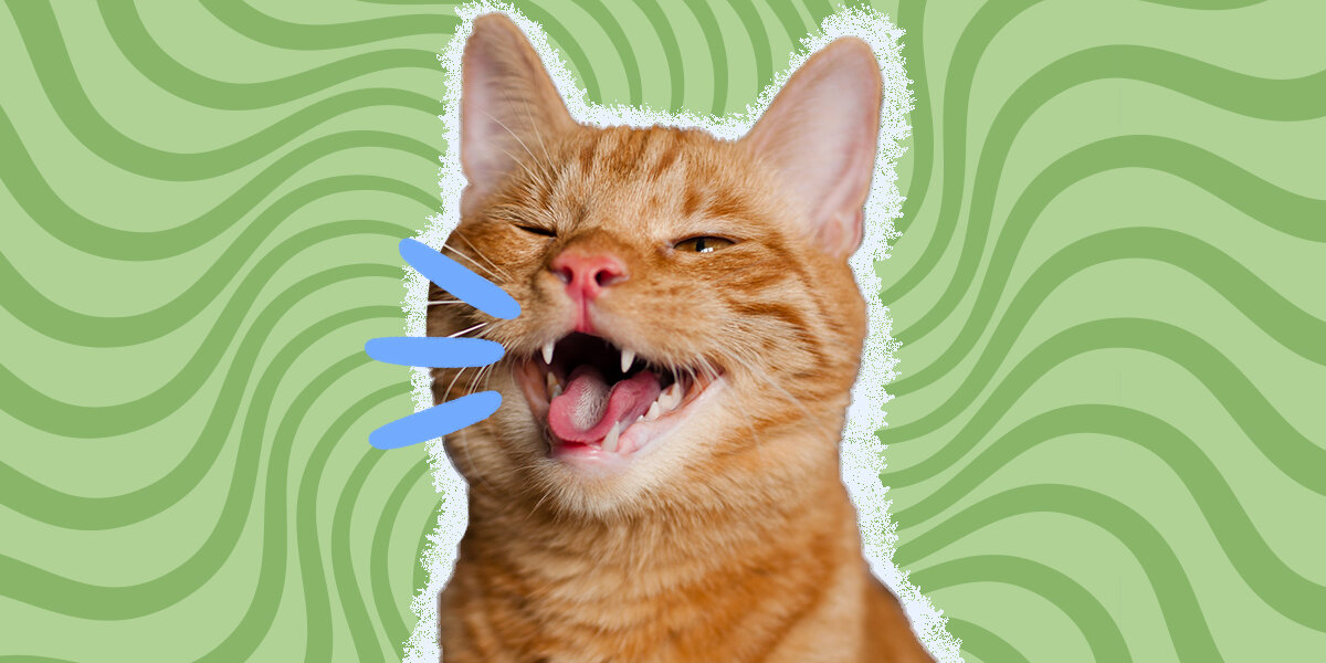 Funny kitty videos for toddlers sale