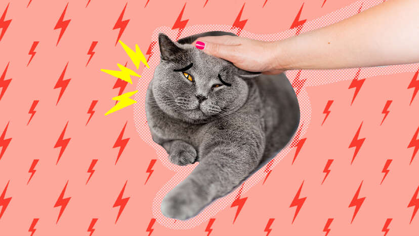 Pain relief for 2024 cats