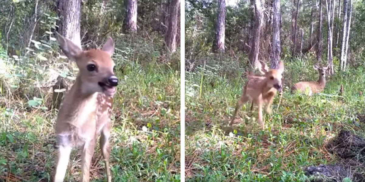 Trail Camera Captures Baby Deer’s Adorable Zoomies The Dodo