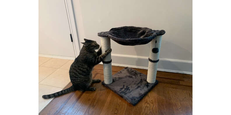 cat with amazon cat condo
